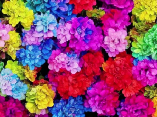 4K Colorful Flowers Motion Background || Free To Use 4K Screensaver